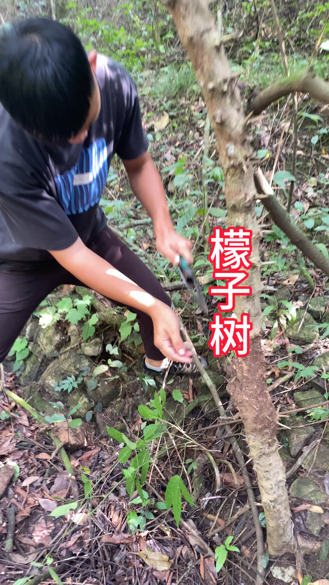 农村生活 三农 一日一植物 檬子树