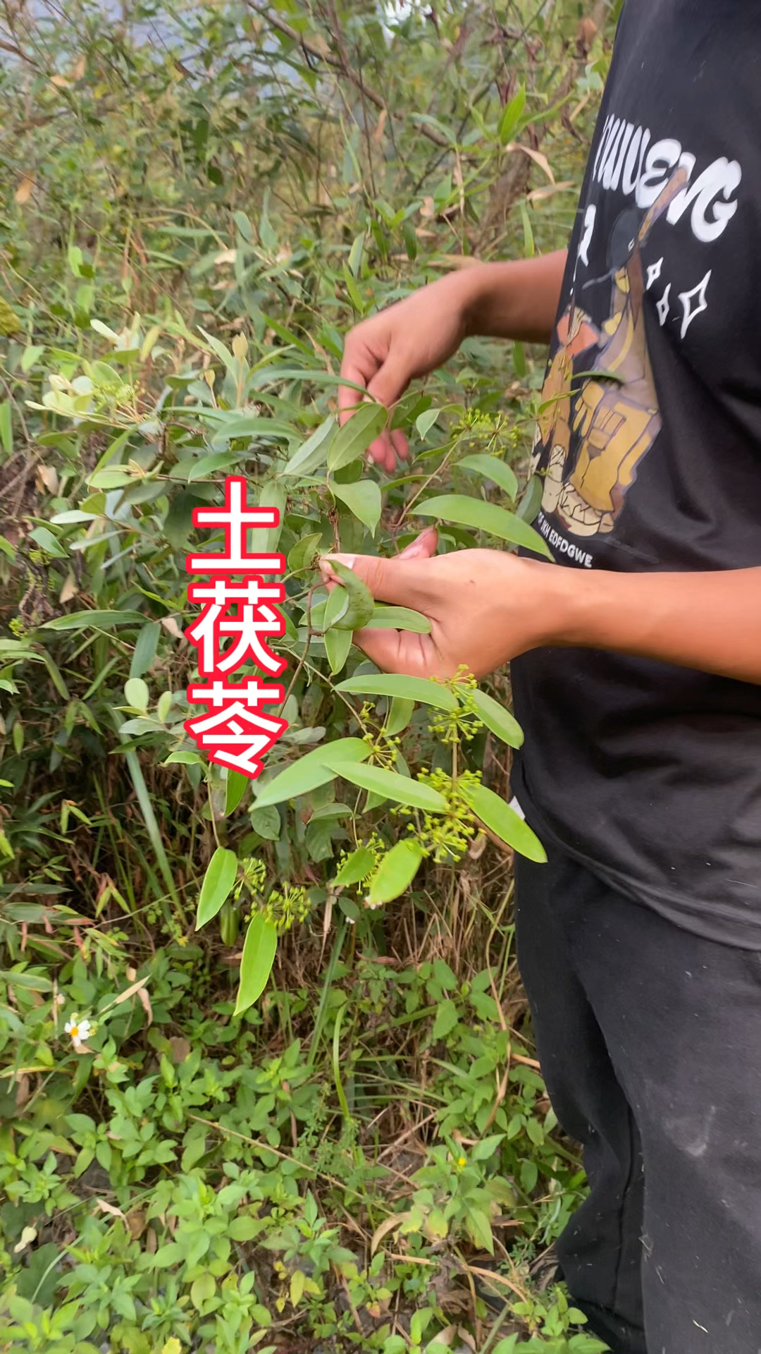 茯苓植株全图图片