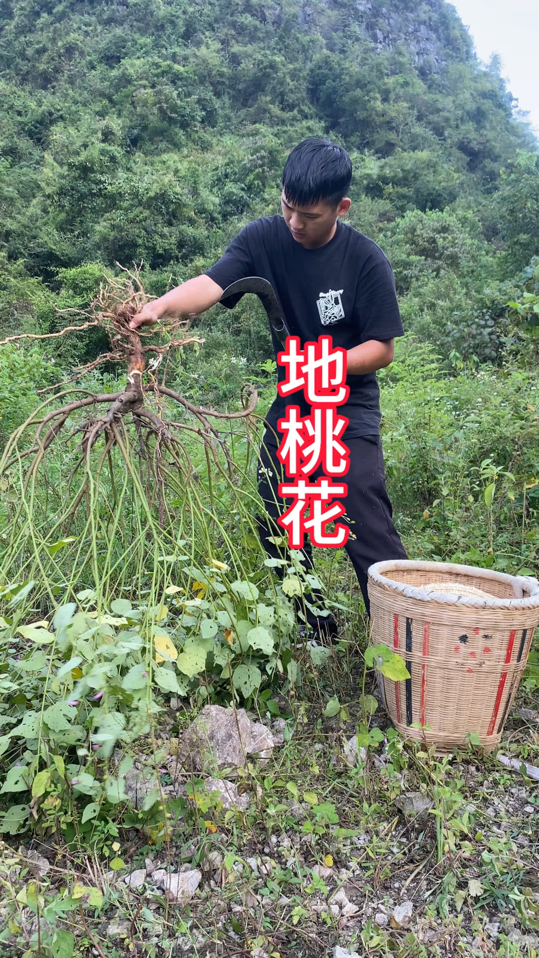 醉仙桃花的功效与作用图片