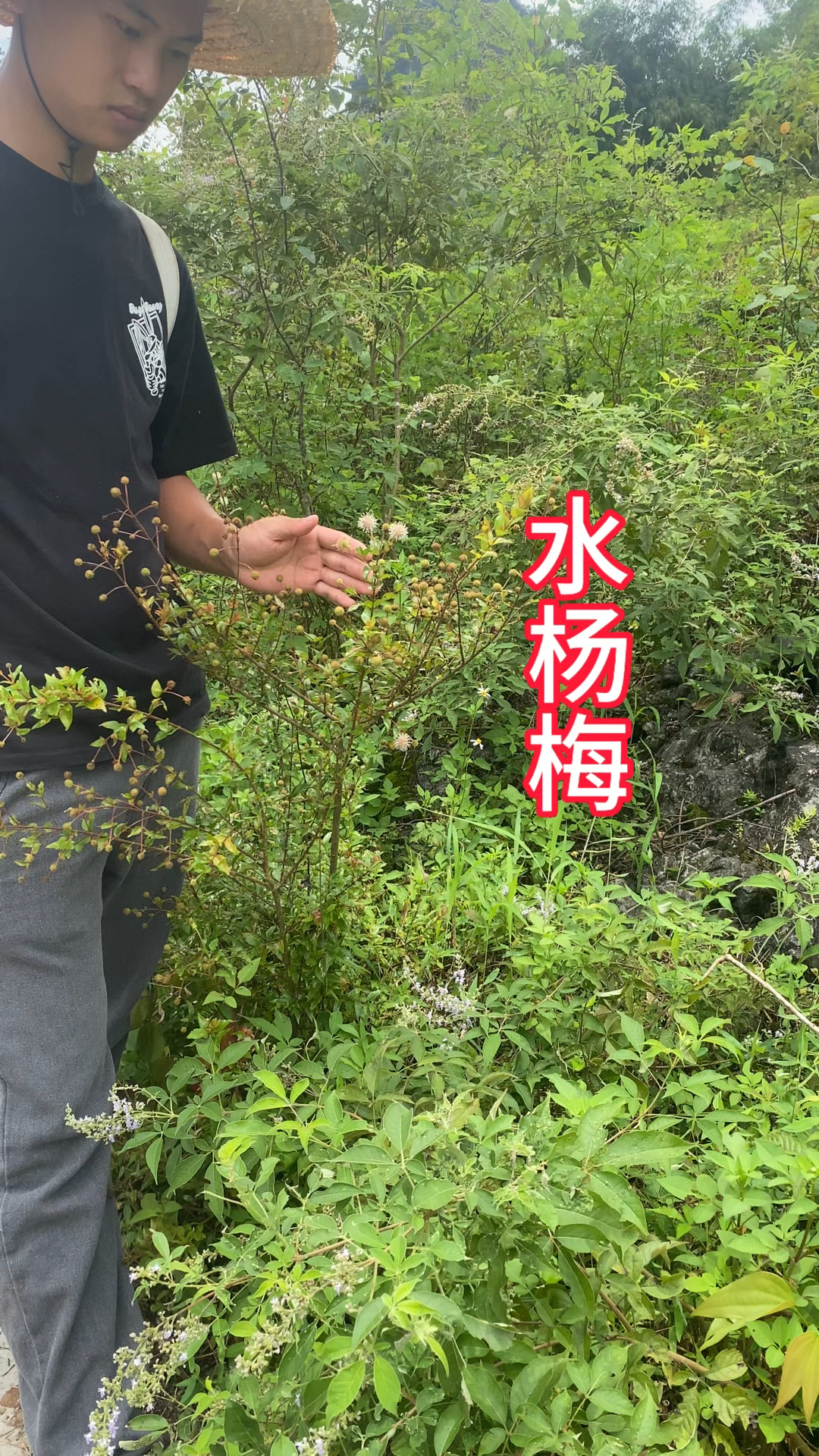 农村生活 三农 一日一植物 水杨梅