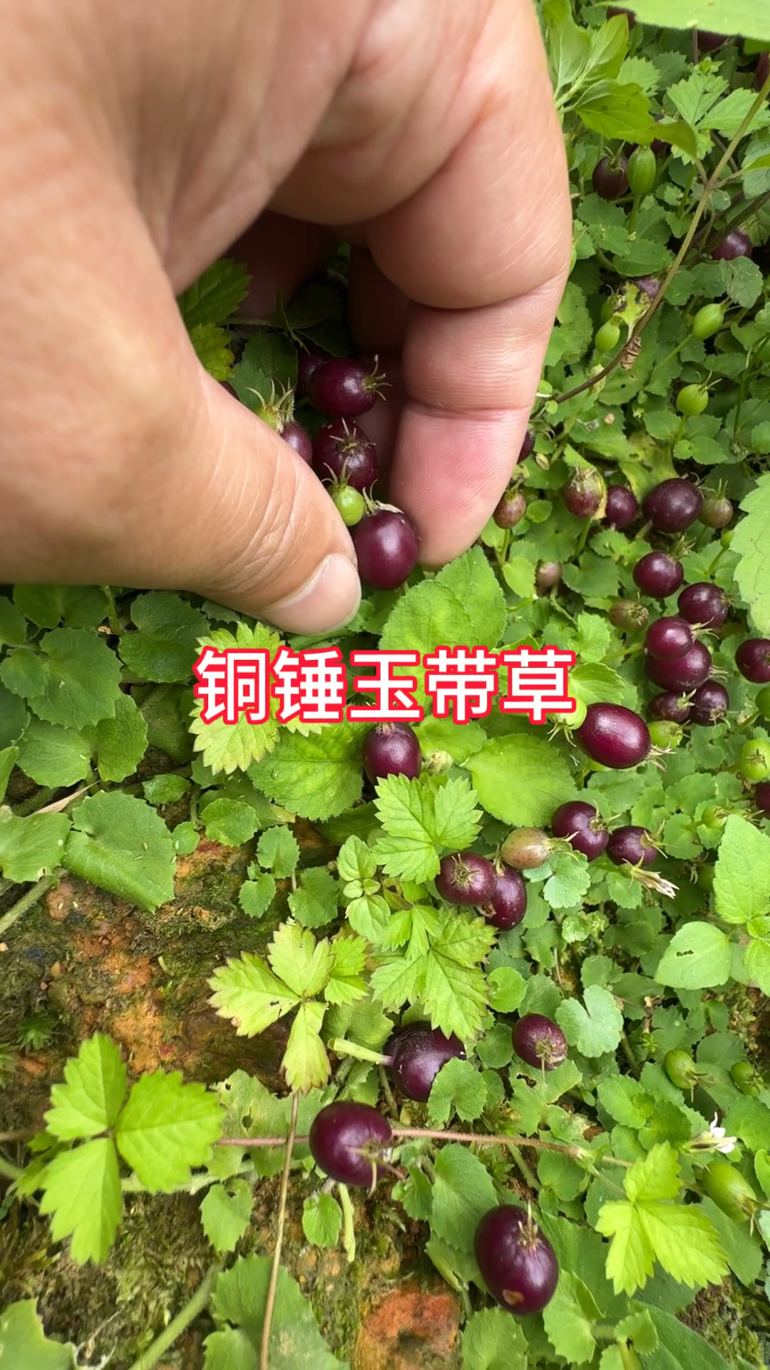 农村生活,一日一植物,三农,铜锤玉带草.