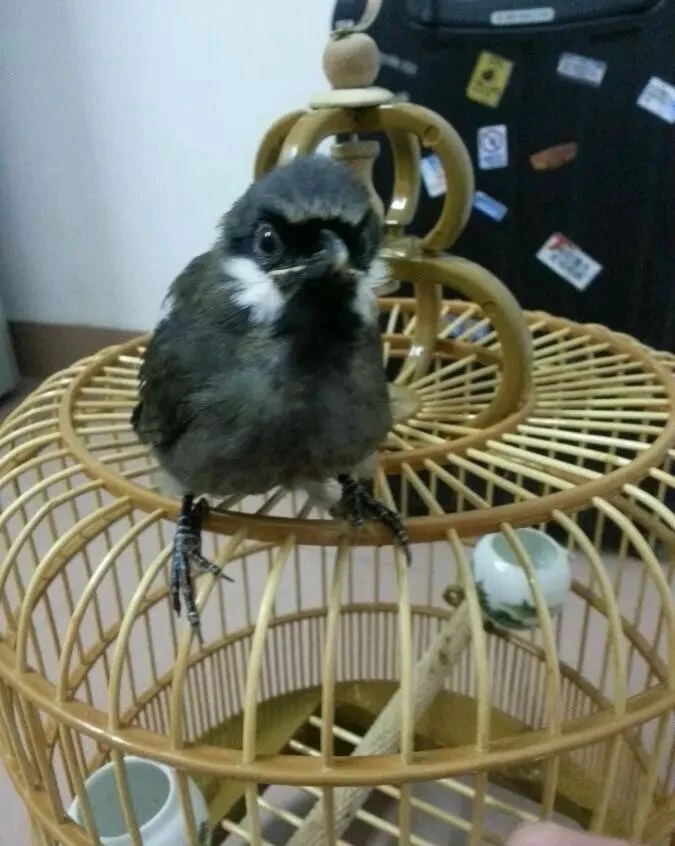 网络资源匮乏,无法分辨公母,三天不开口,发现是母鸟珊瑚鸟公母对照