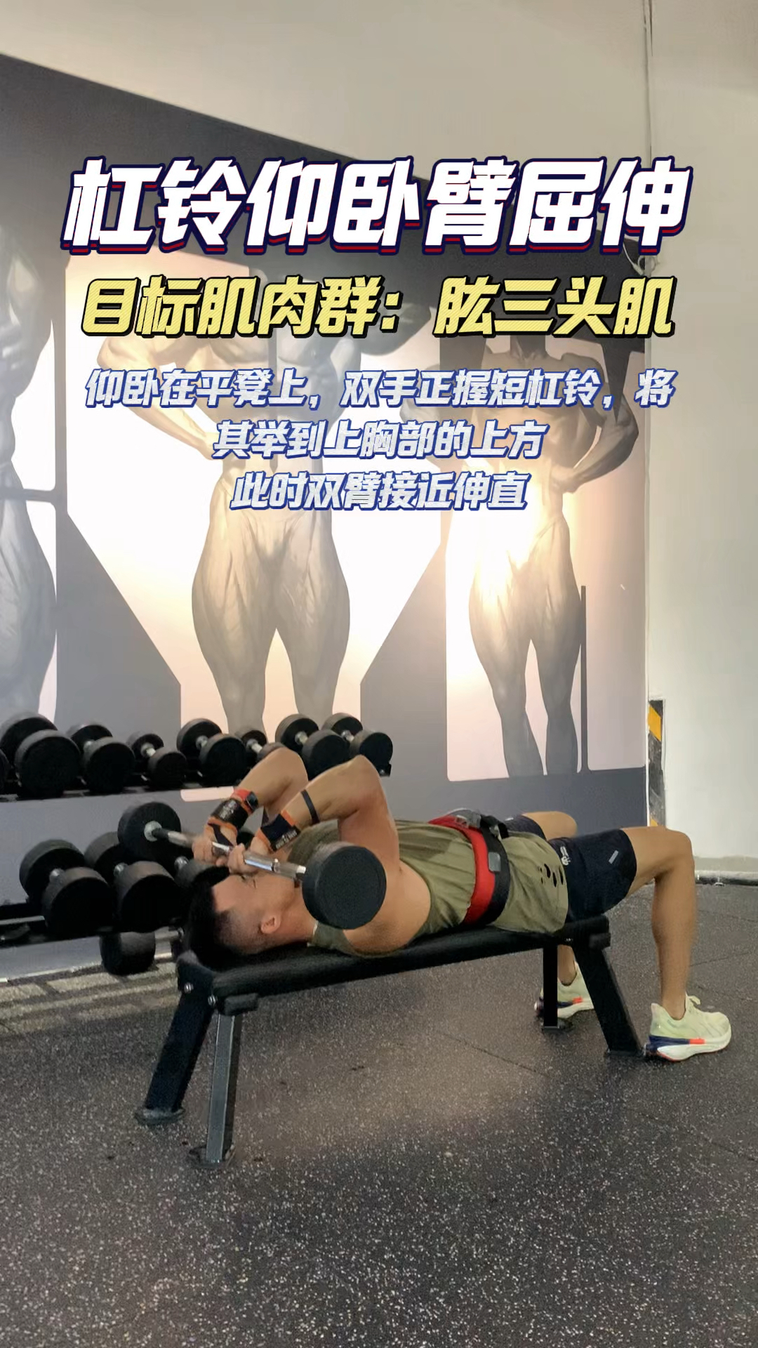 杠铃仰卧臂屈伸,训练手臂外侧肱三头肌,手臂围度主要看肱三头肌