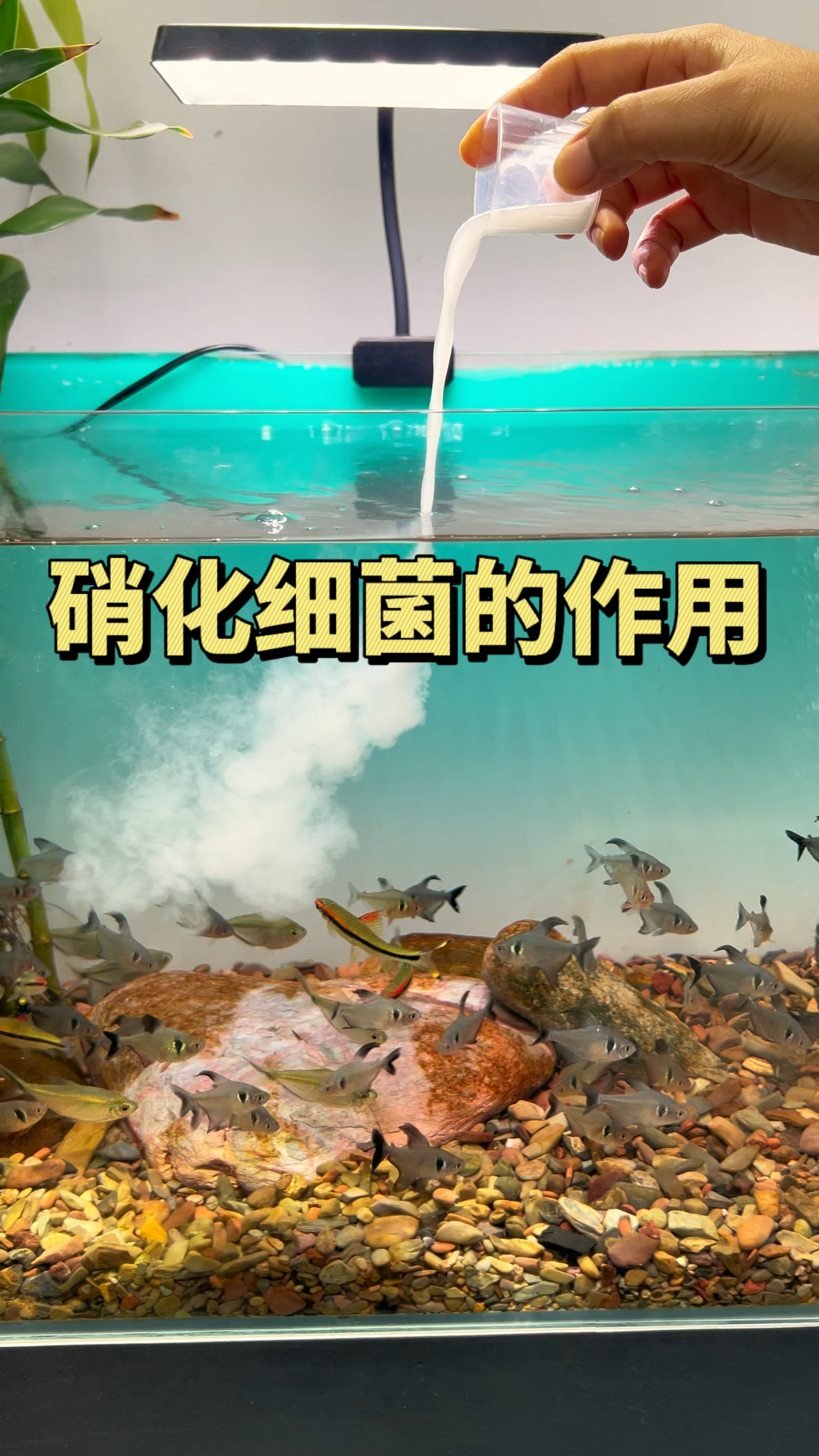 硝化细菌能够分解鱼缸有毒物质亚盐和氨氮,净化水质除腥味等作用