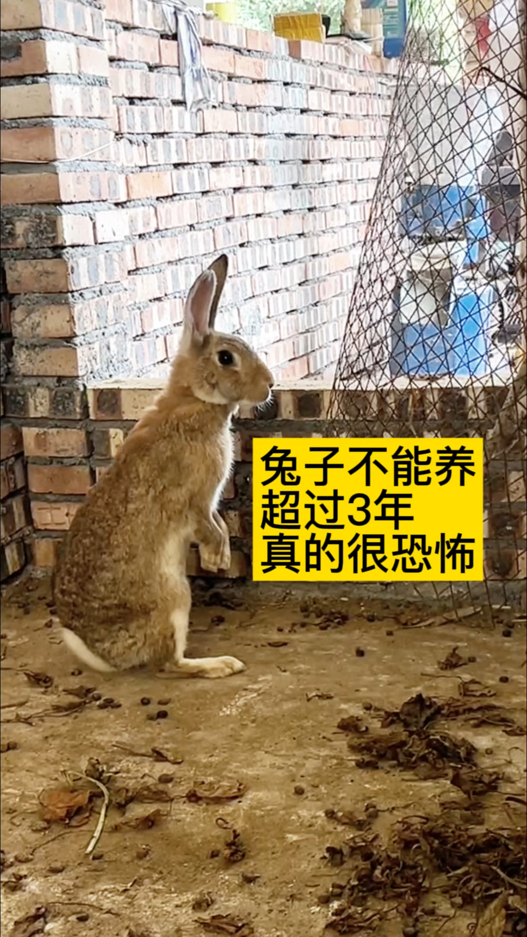 在家里养兔子真的不要养超过3年,真的很恐怖