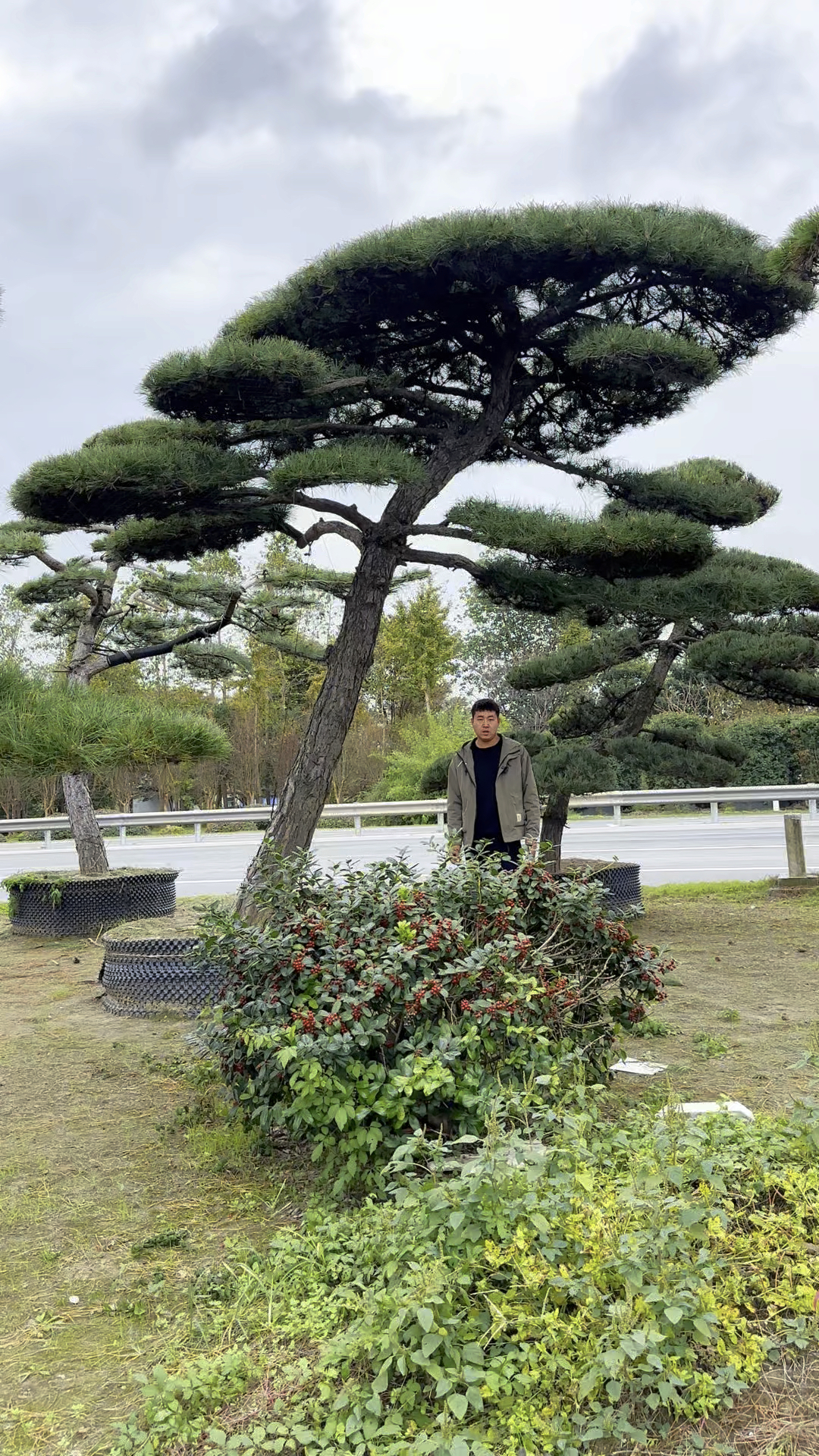 济南景观松图片