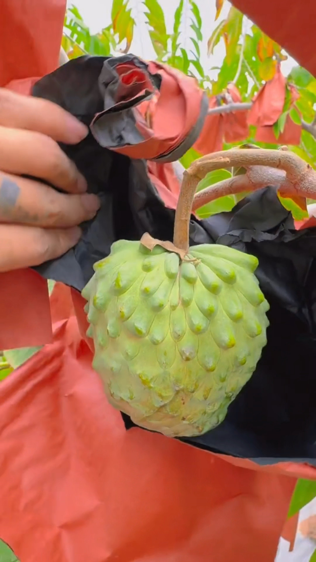 成熟的释迦果真的巨甜!怪不得网友们都在调侃吃释迦果要打胰岛素