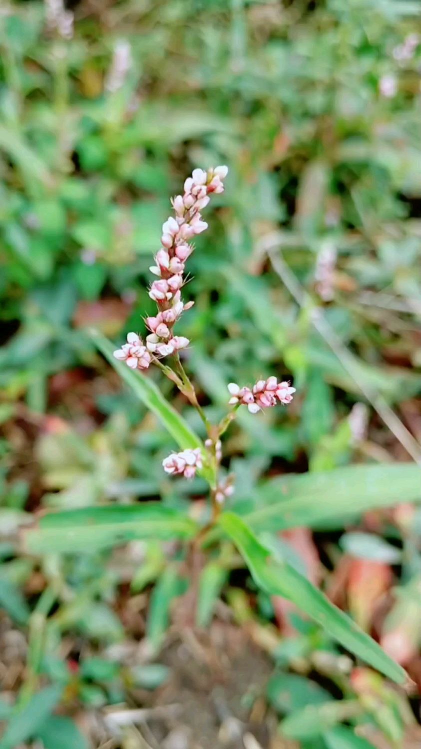 蓼花读音图片