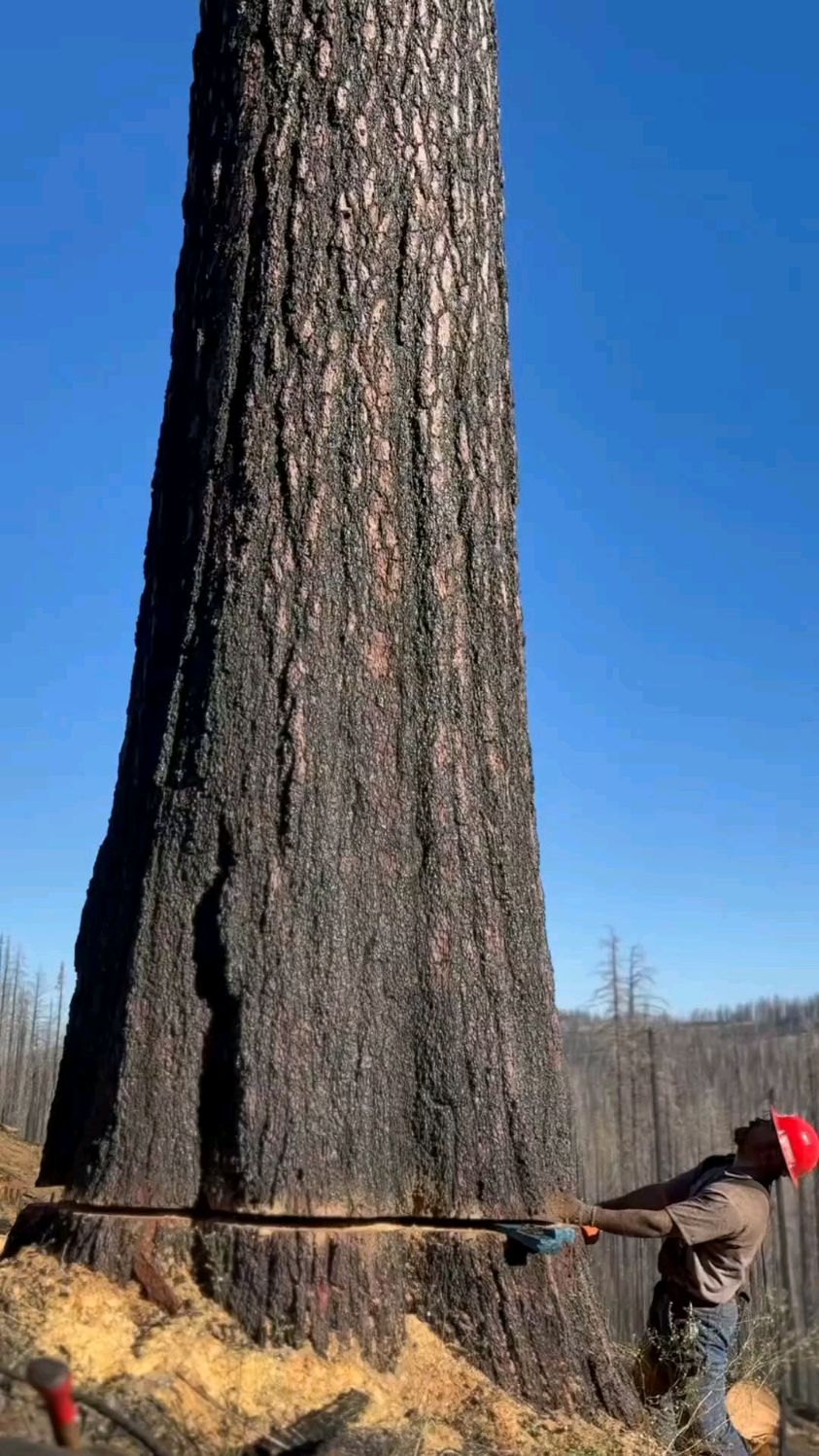 粗粗的大树图片