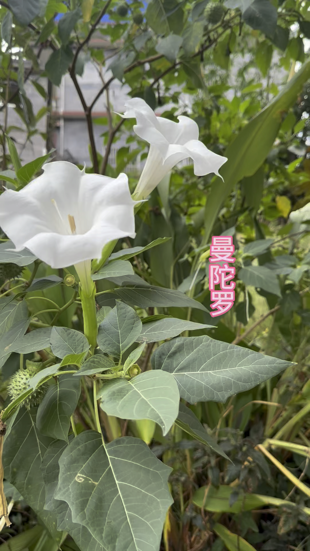 曼陀罗花图片 有毒图片