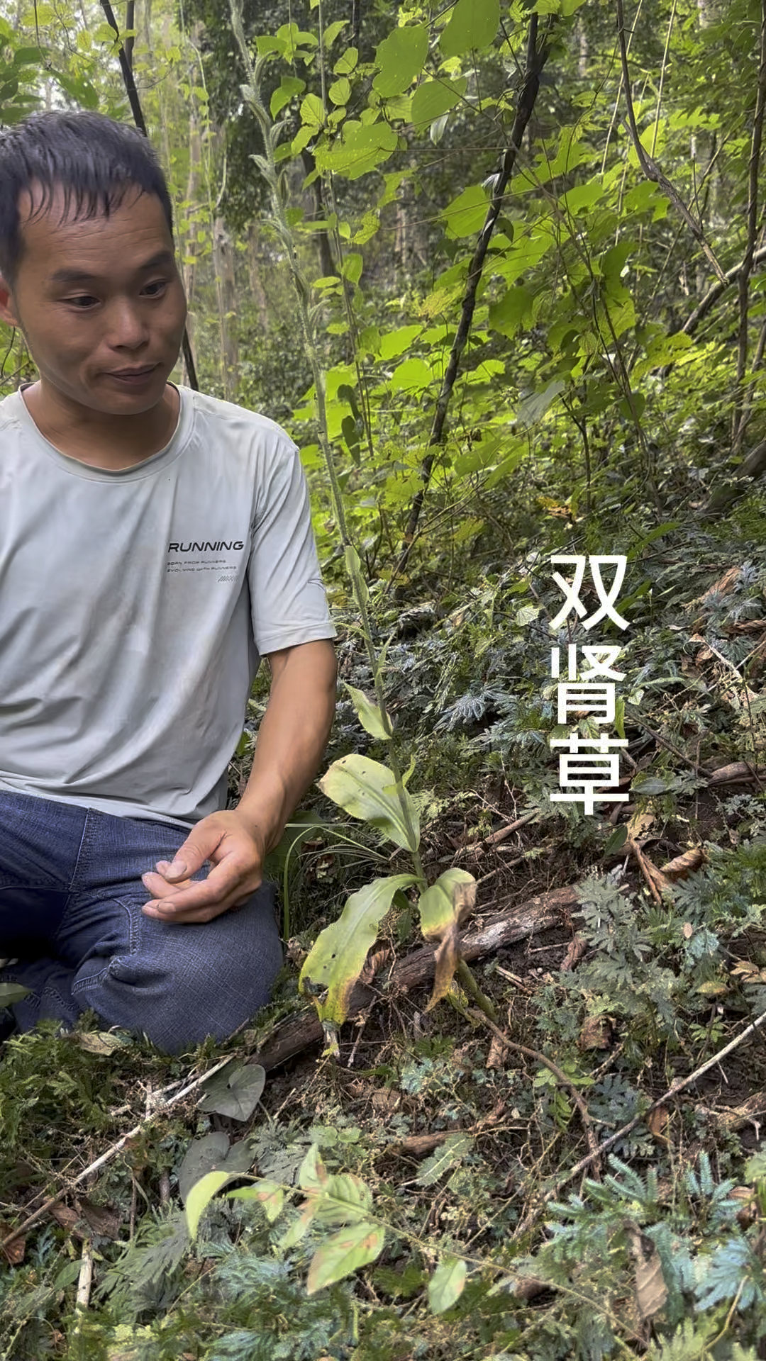 到底双肾草有几种,朋友们你们说说下