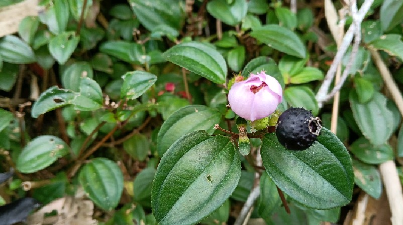 乡村常见的植物"地菍",#货币政策宽松后50万放哪划算# 野果也叫"地