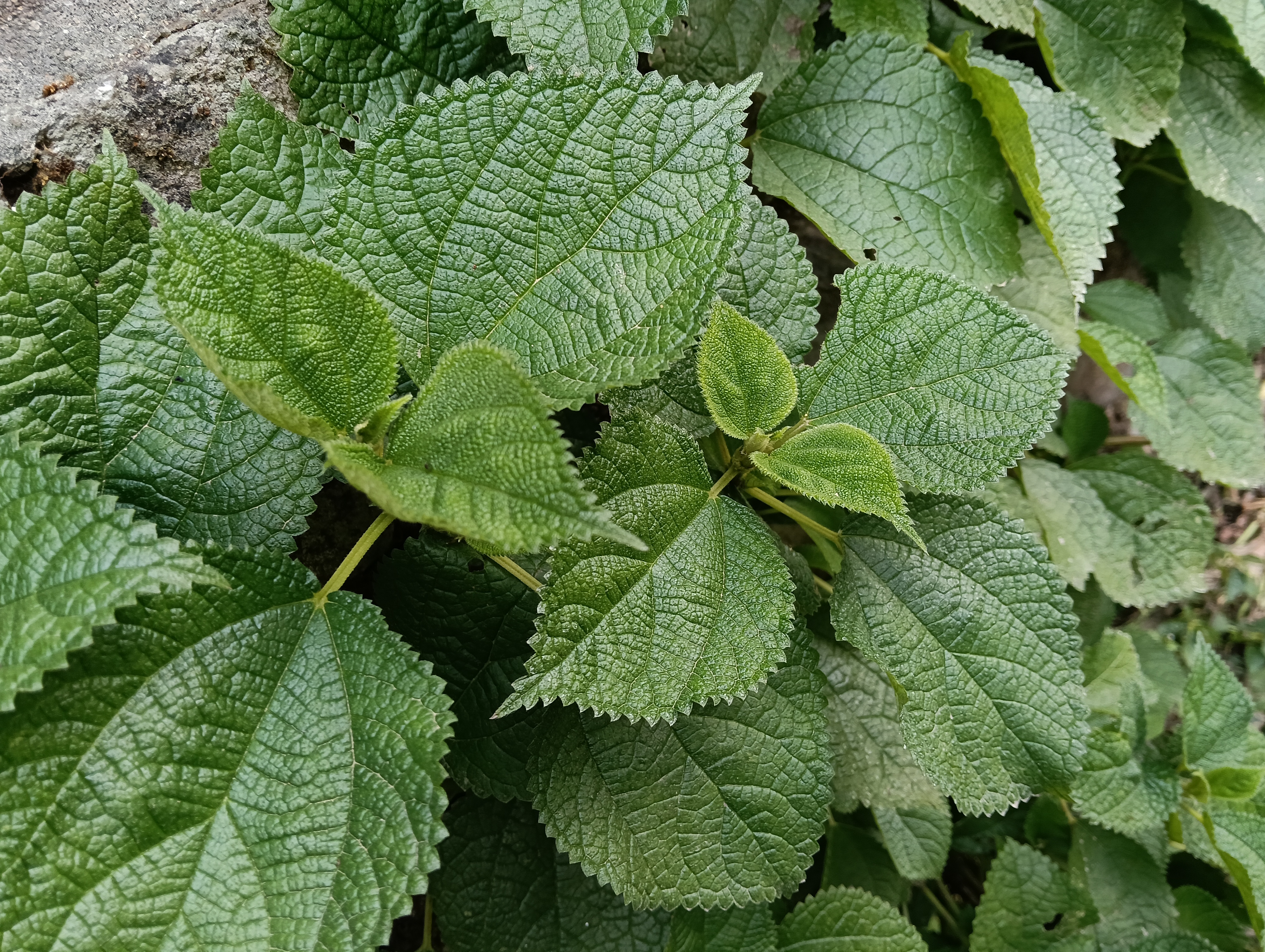 藿香,是一种多年生草本植物,看起来既美观又别致#地球嘴炮大会