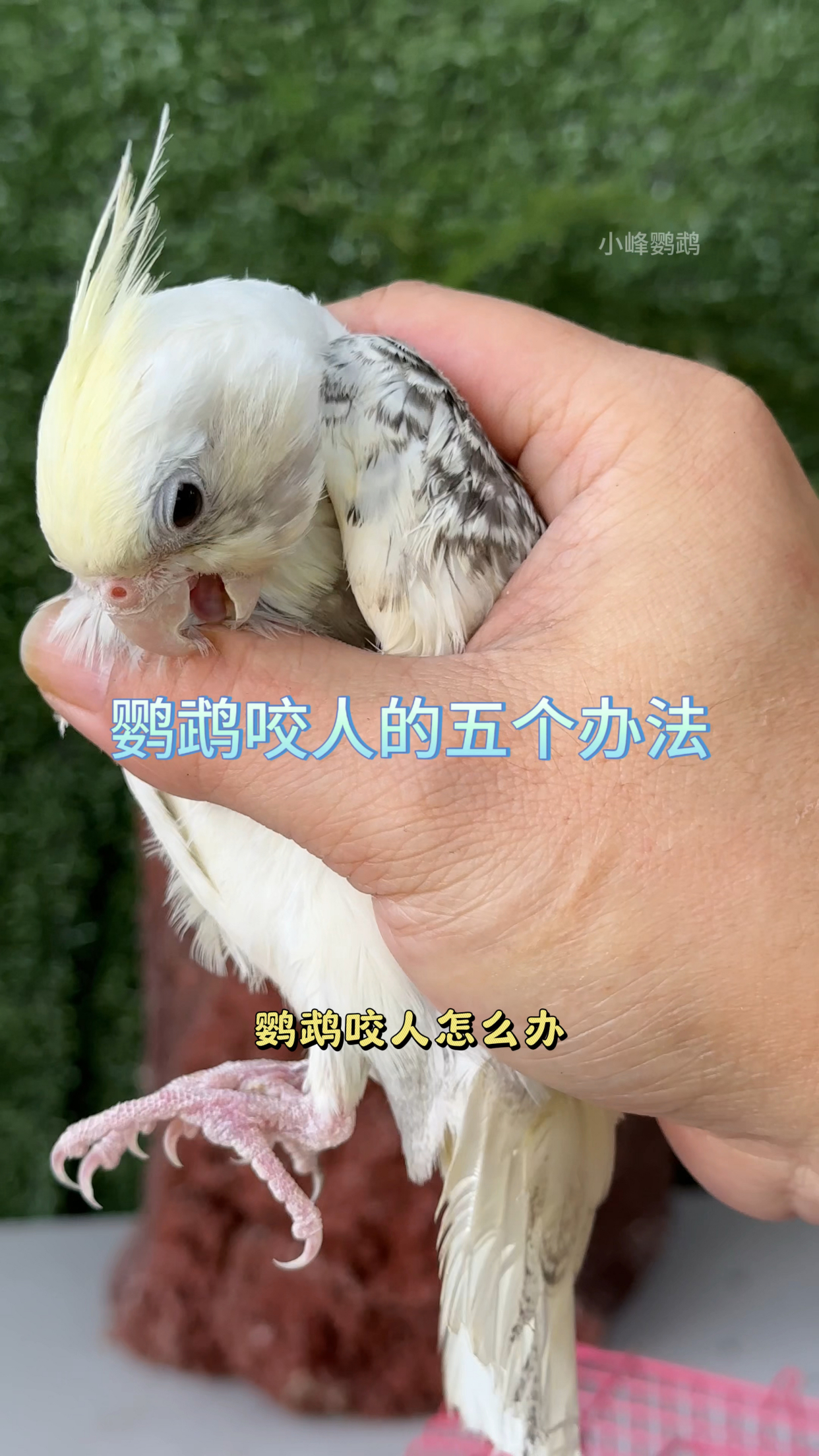 鹦鹉咬人的五个纠正办法,一般前四个就够用