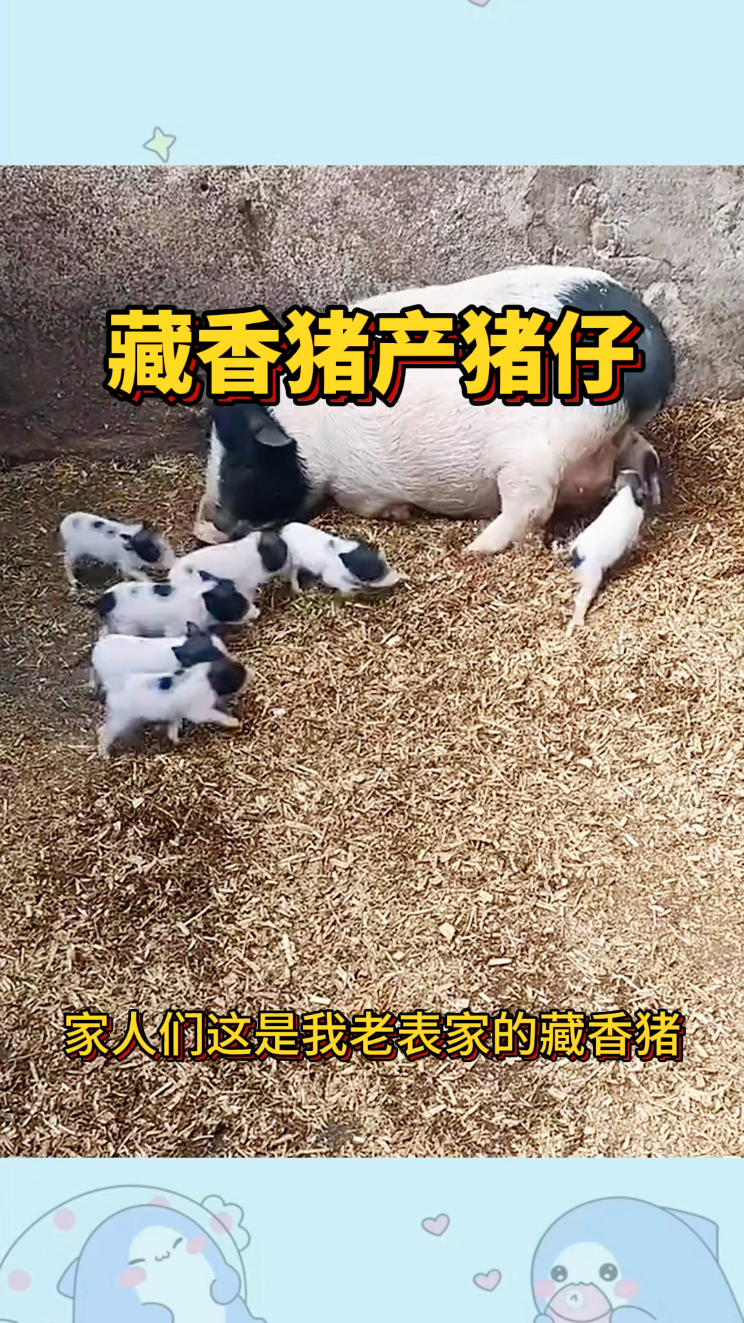 藏香猪产猪仔,居然一次性产这么多