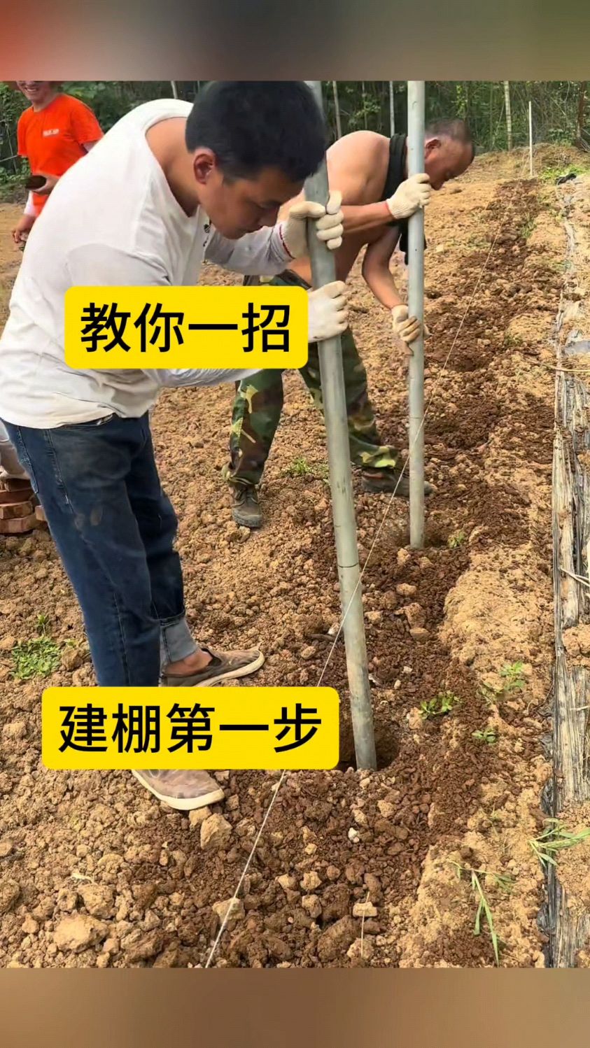 三农 #温室大棚设计安装 #大棚搭建 #农业大棚