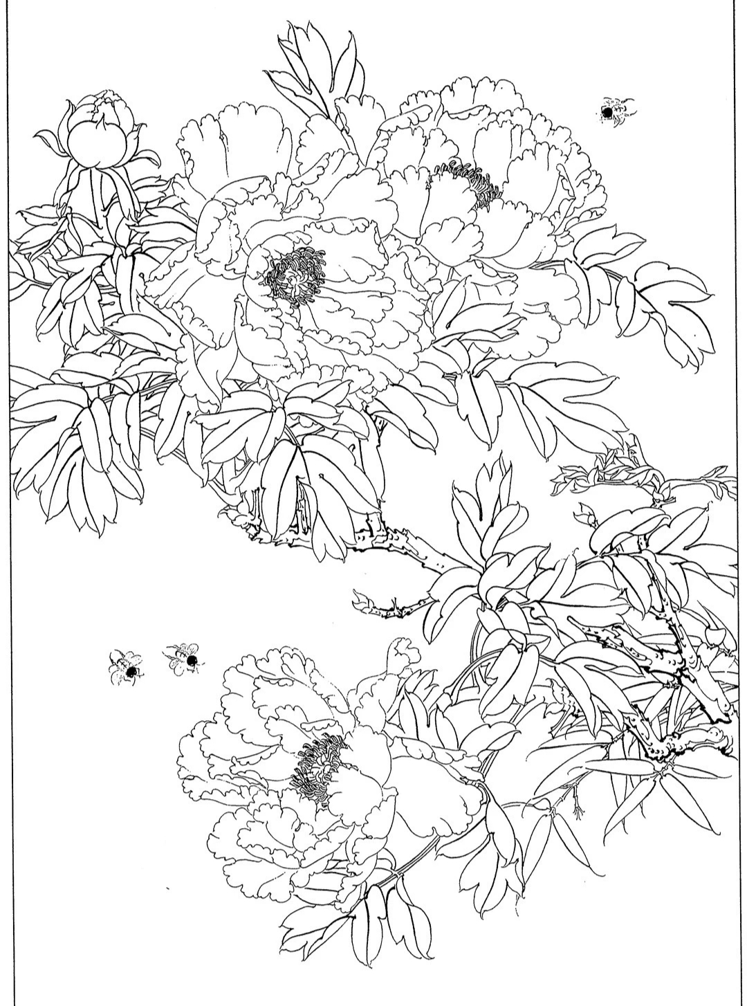 —手把手教你画一幅工笔白描牡丹 牡丹由花头,茎