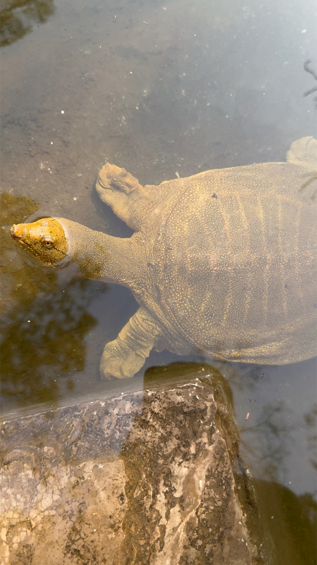 王八见了会长命百岁