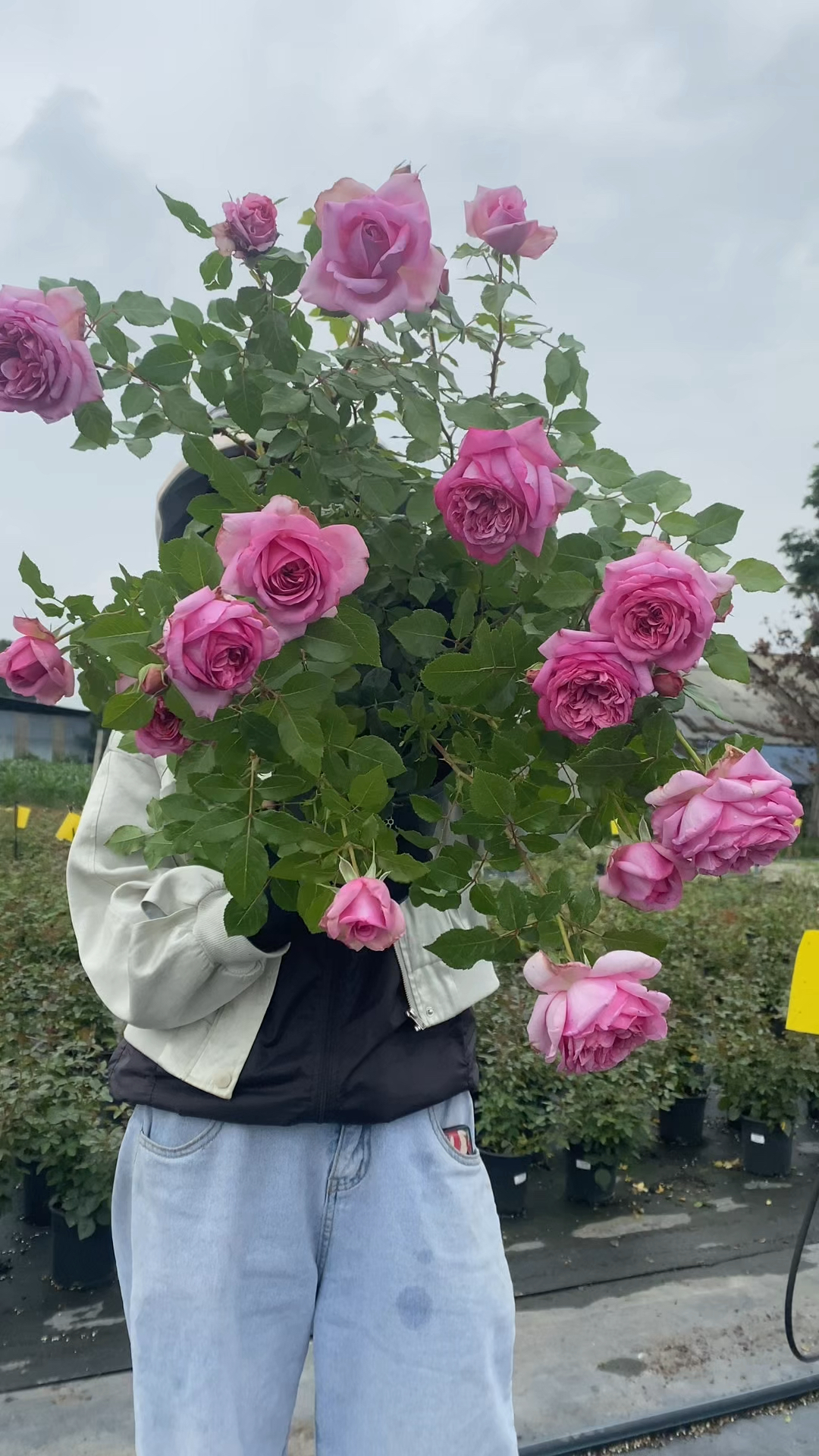 庞巴度月季,一款特别勤花的品种,像牡丹芍药的花型