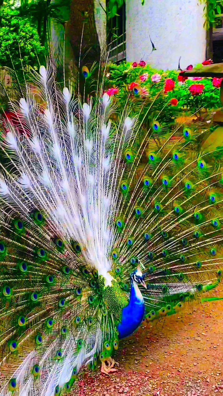 百鸟之王孔雀开屏