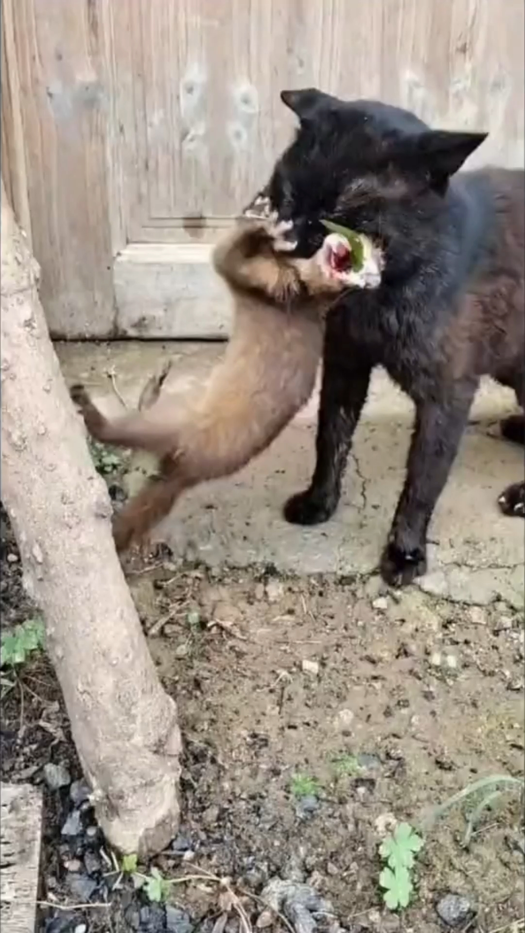 黄鼠狼跪拜图片