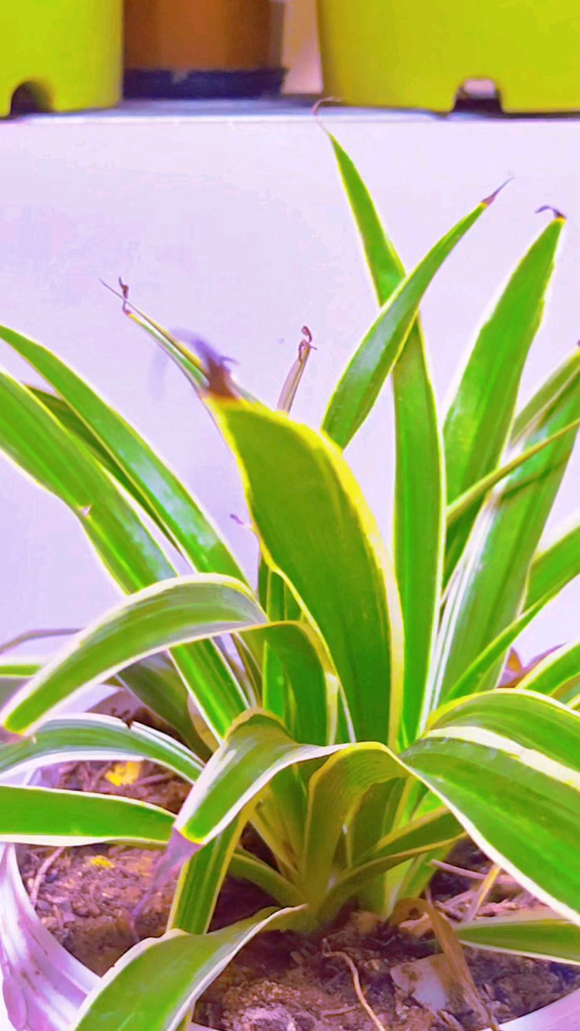 我们可以把干尖的叶子给它揪掉,浇水施肥,很快就会长出新叶子