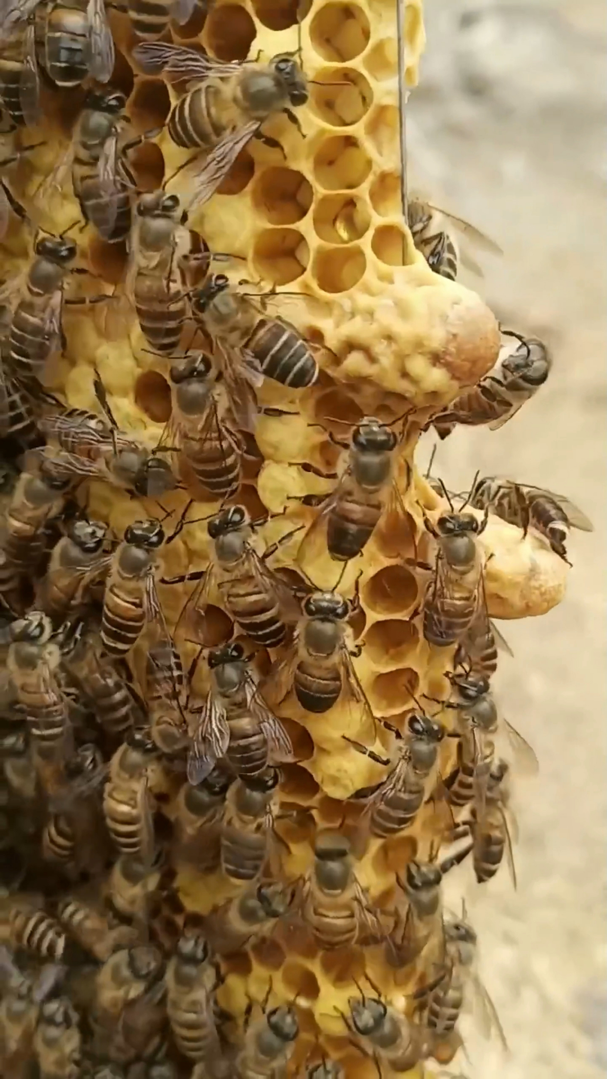 蜂群起了分蜂热早了王台,但是养蜂人不想让他分蜂怎么办!