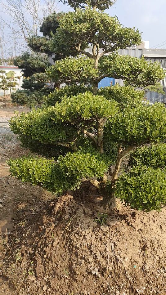 别墅庭院精品造型小叶黄杨老桩