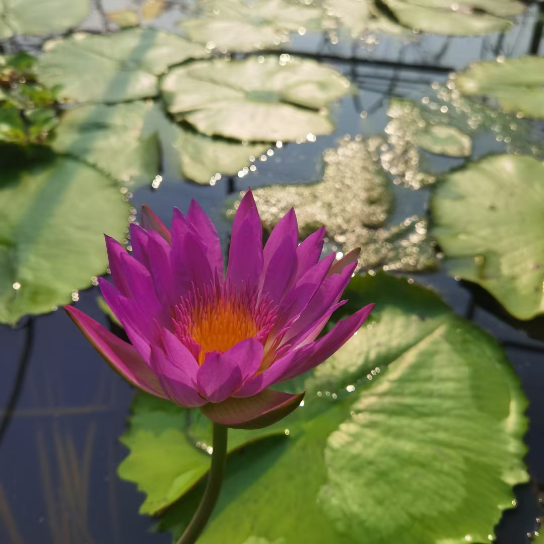 根状茎:睡莲具有肥厚的根状茎,在水底的泥土中横向生长. 2