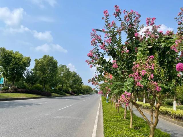 公路绿化花卉品种图片