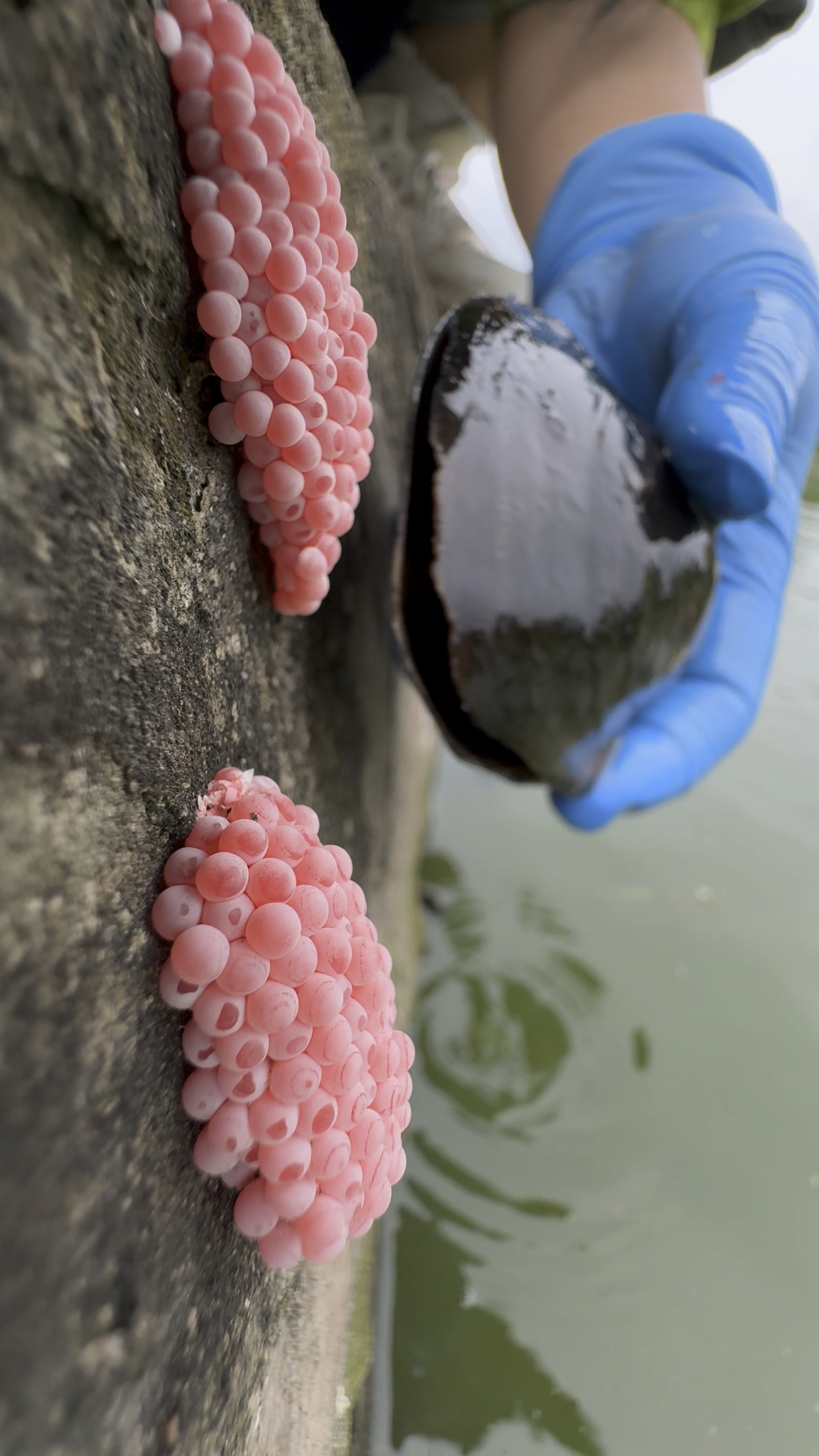 用河蚌清除福寿螺卵,好清脆