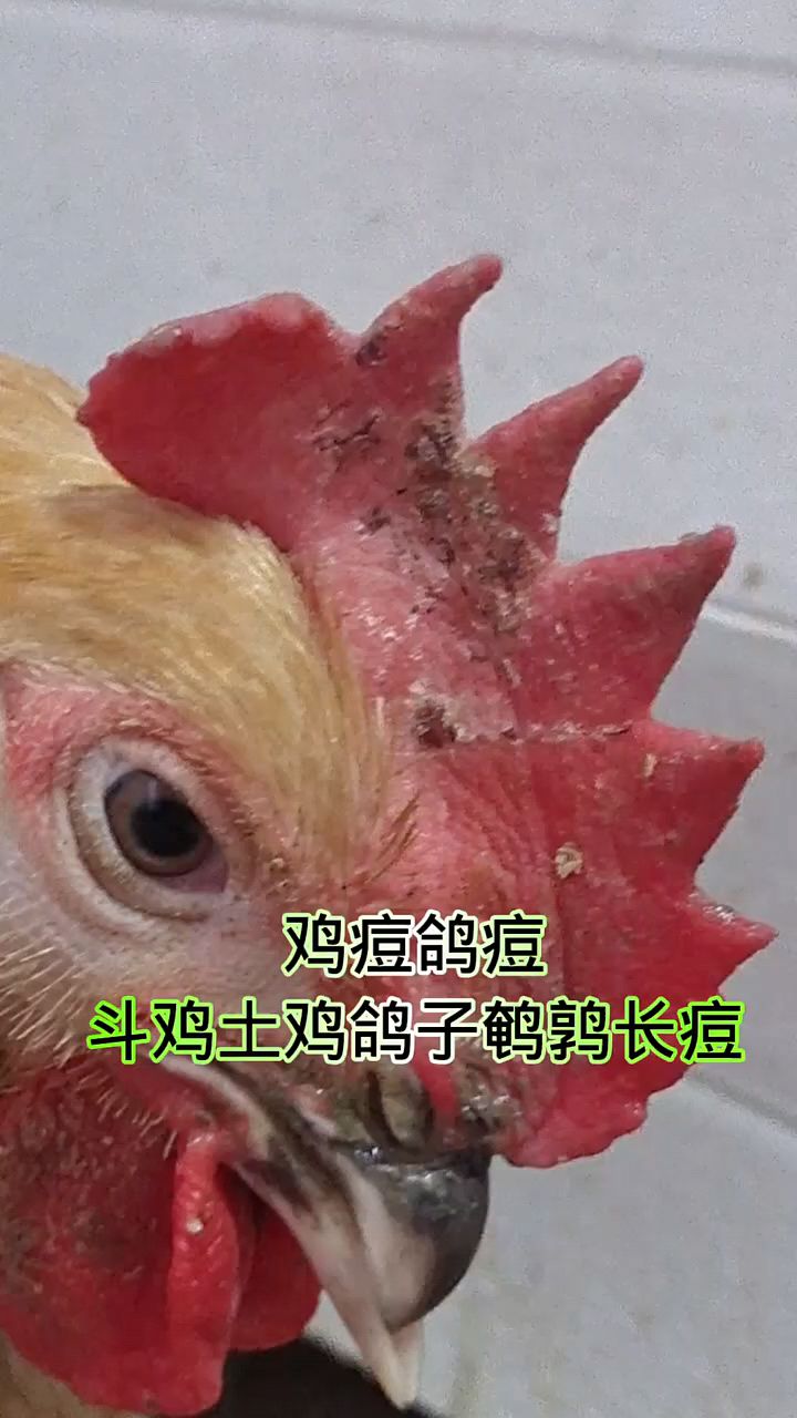 为什么男生鸡长痘痘图片