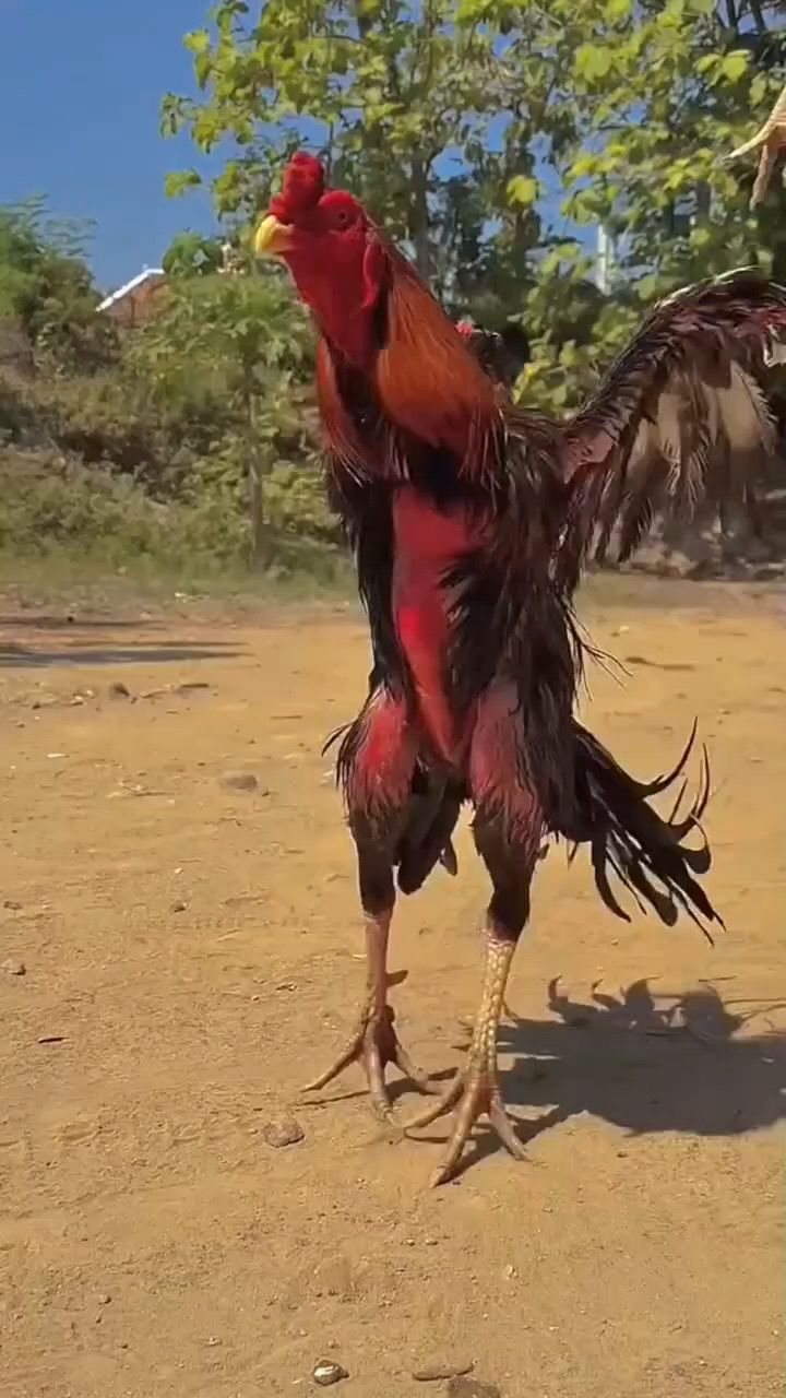 斗鸡力量大这样喂