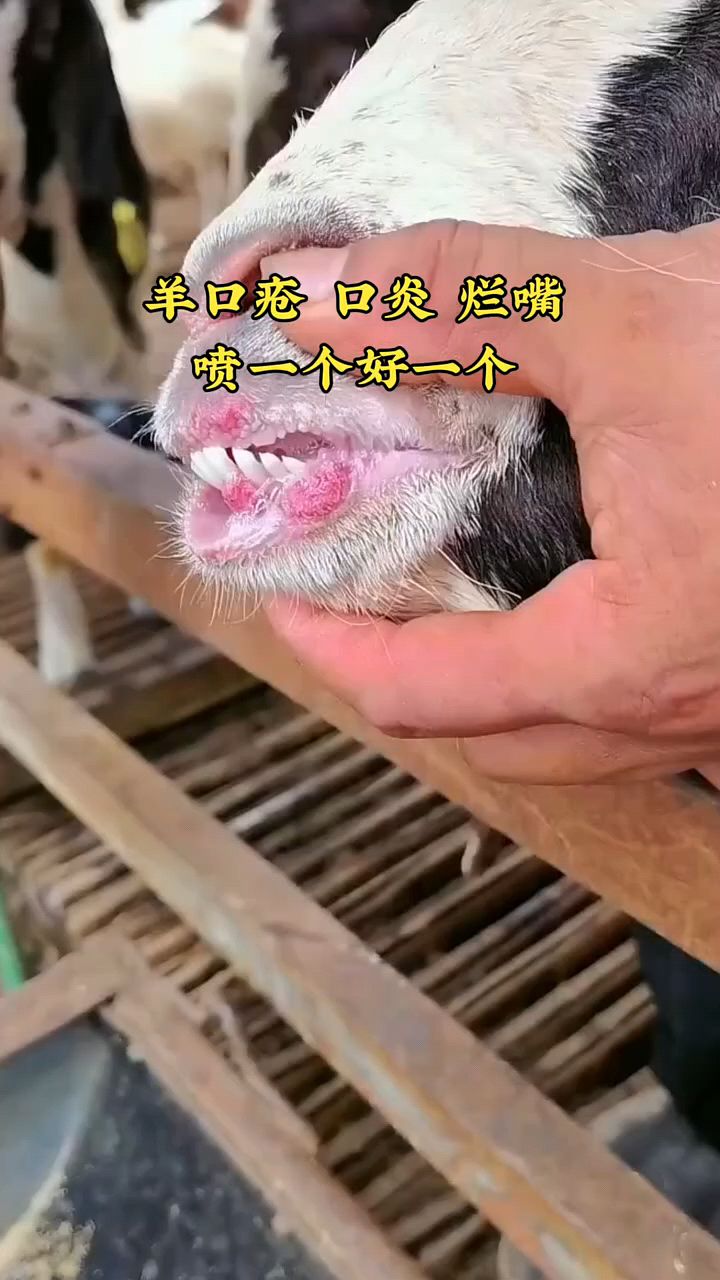 牛羊烂嘴,口疮一喷就好.