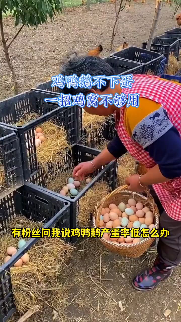 鸡鸭鹅不下蛋,产蛋率低怎么办?