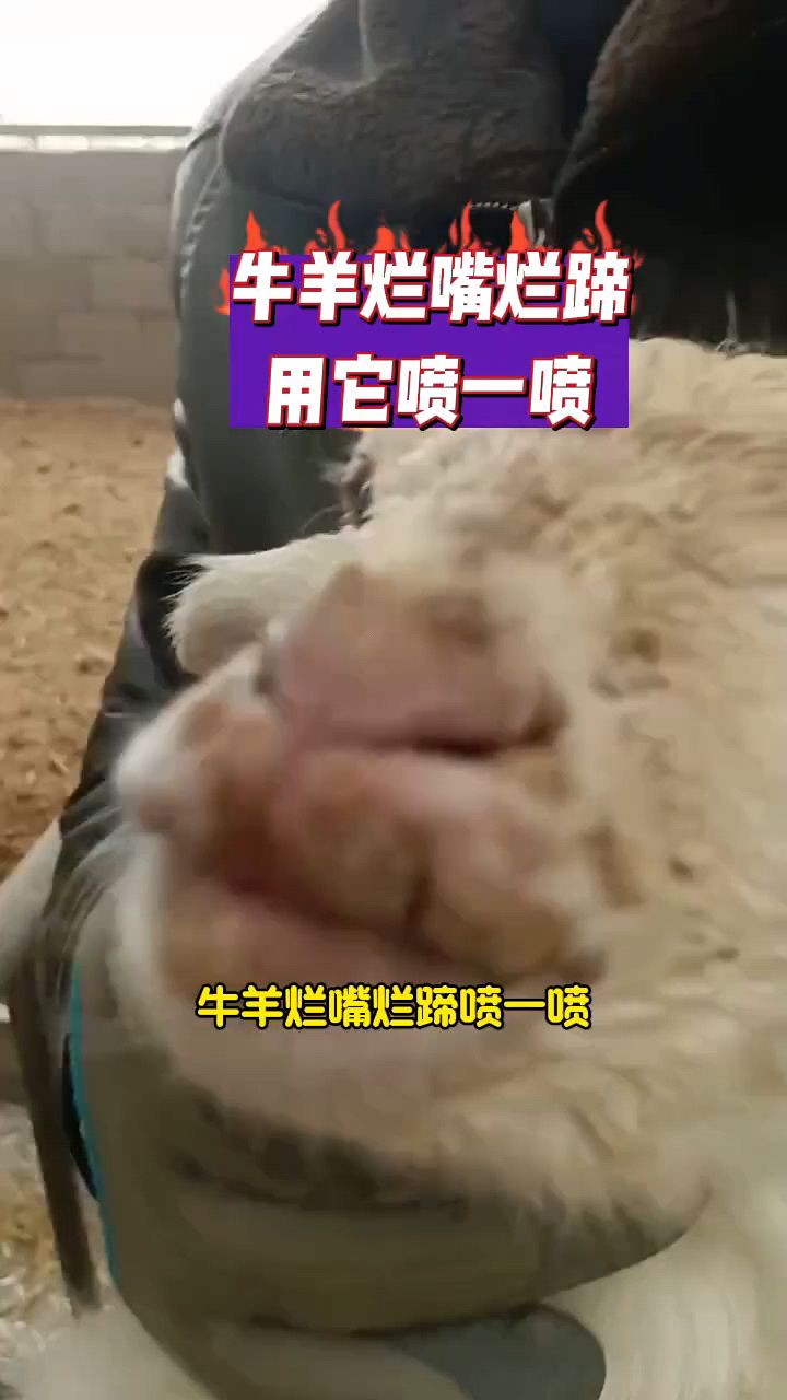 牛羊烂嘴口疮口炎怎么办