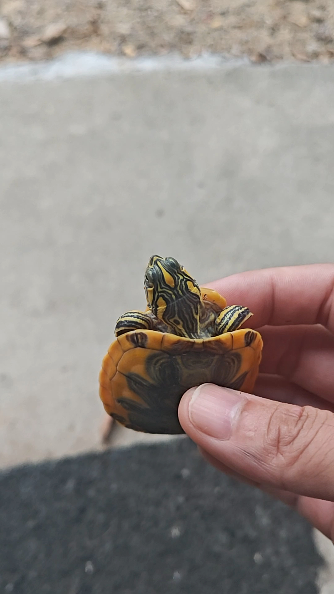 超星星同窝 大金边火焰龟 美系进口基因超级棒