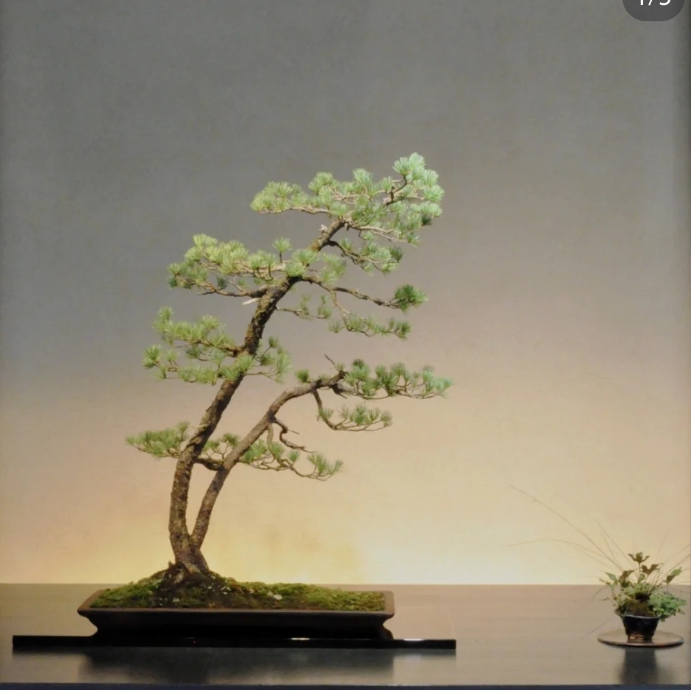 杆盆景造型图片五针松盆景造型双杆松树盆景过门松盆景五针松双杆文人