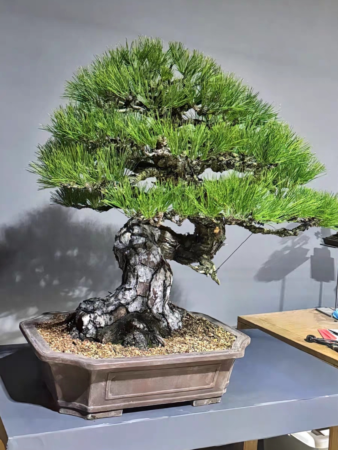 精品黑松盆景