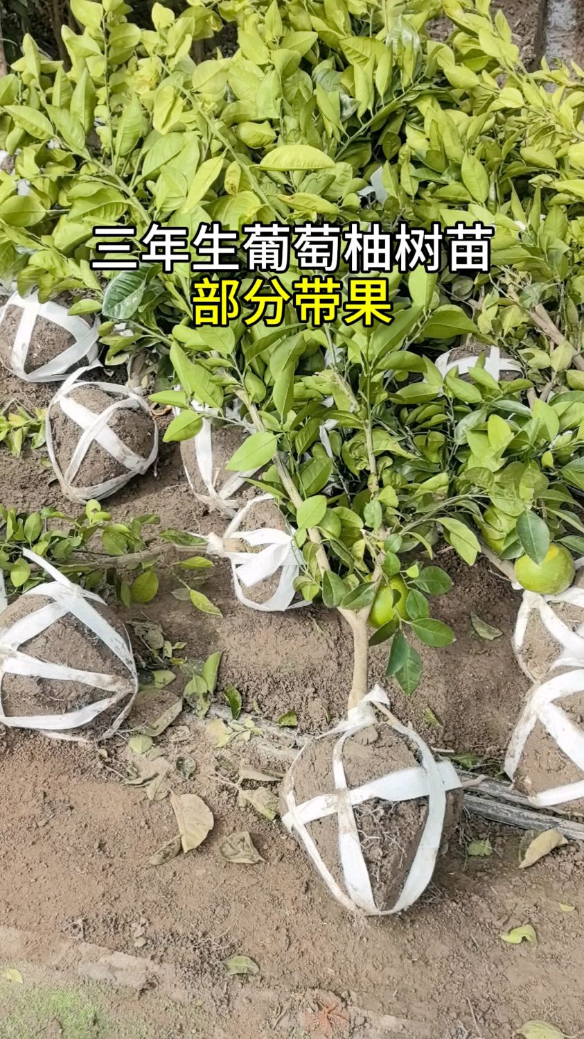 三年生葡萄柚树苗部分带果