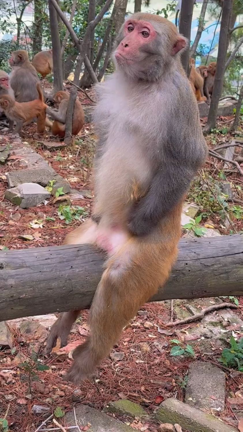 傻猴子你这个坐姿会影响生育的!