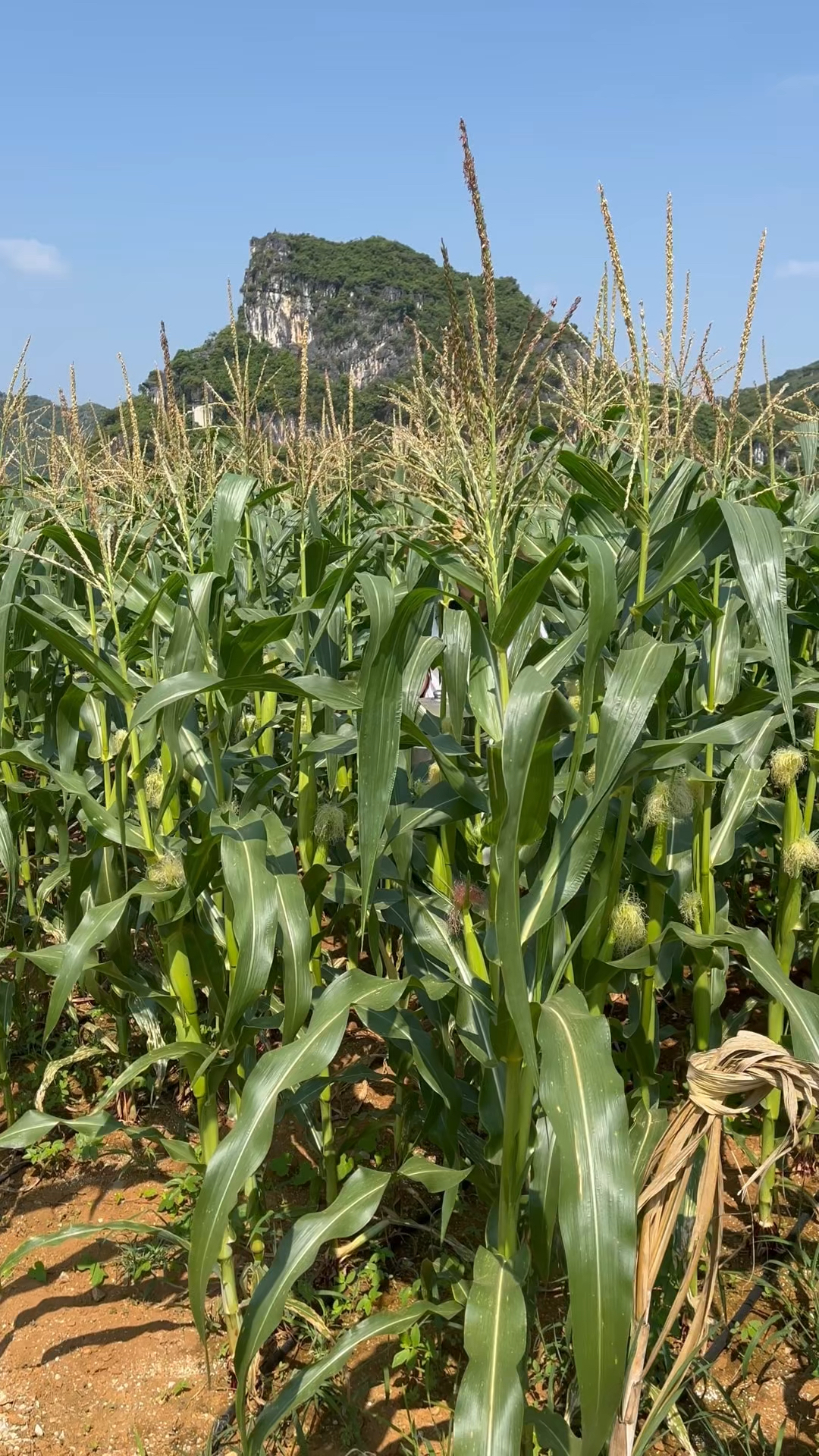 露天种植的老品种非转玉米,新鲜现摘不泡药不打保鲜剂,能不爱吗
