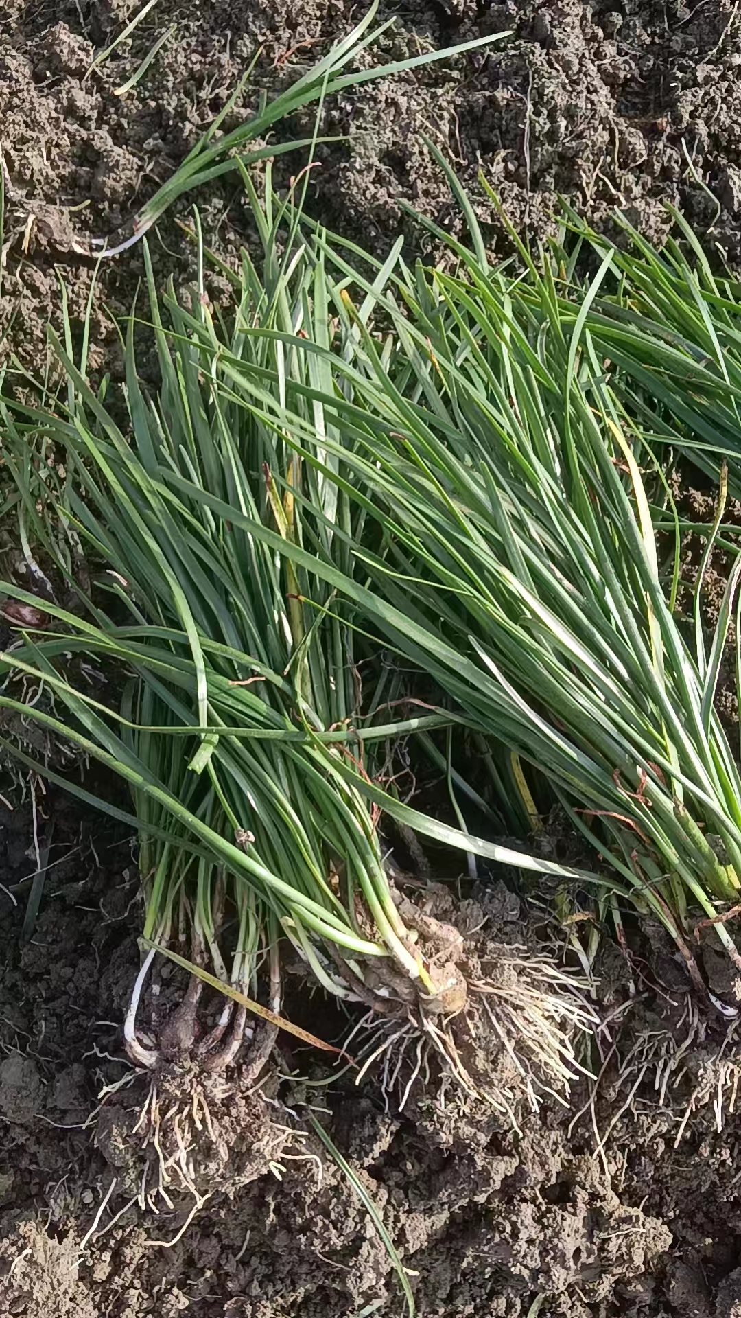 葱兰又名风雨兰