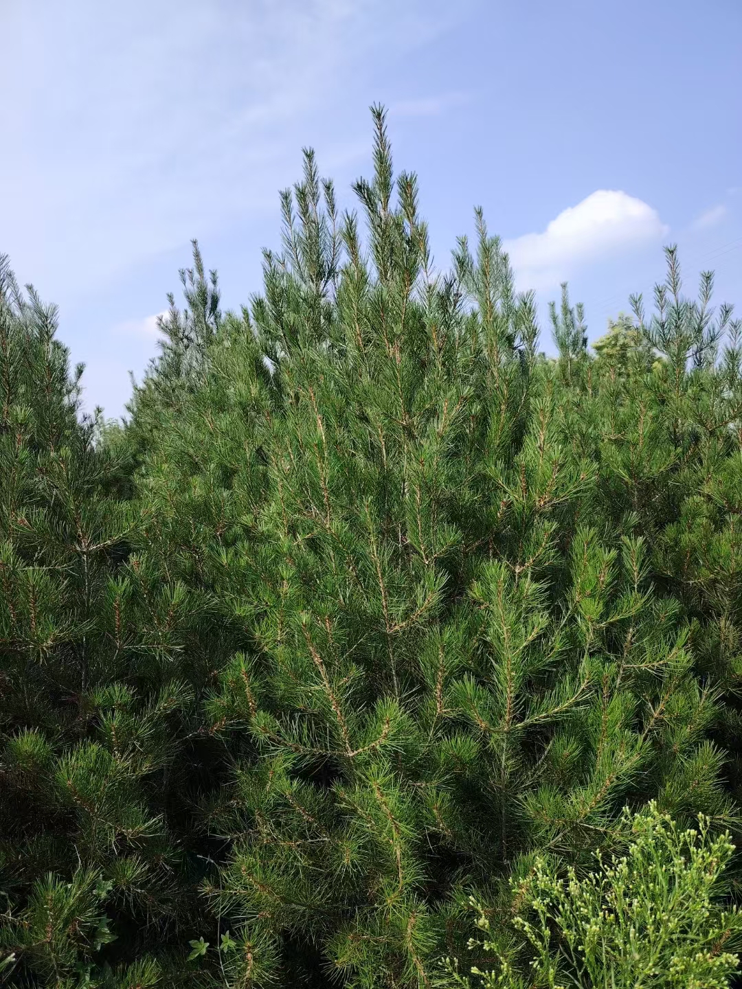 白皮松树干挺拔,树形优美,可孤植于庭院,公园,广场等地