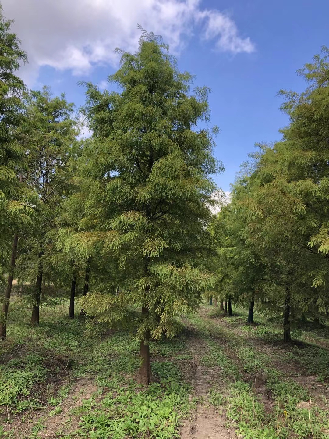庭园,道路绿化,也可种植于水畔河道,堤坝,池塘四周,打造独特的景观