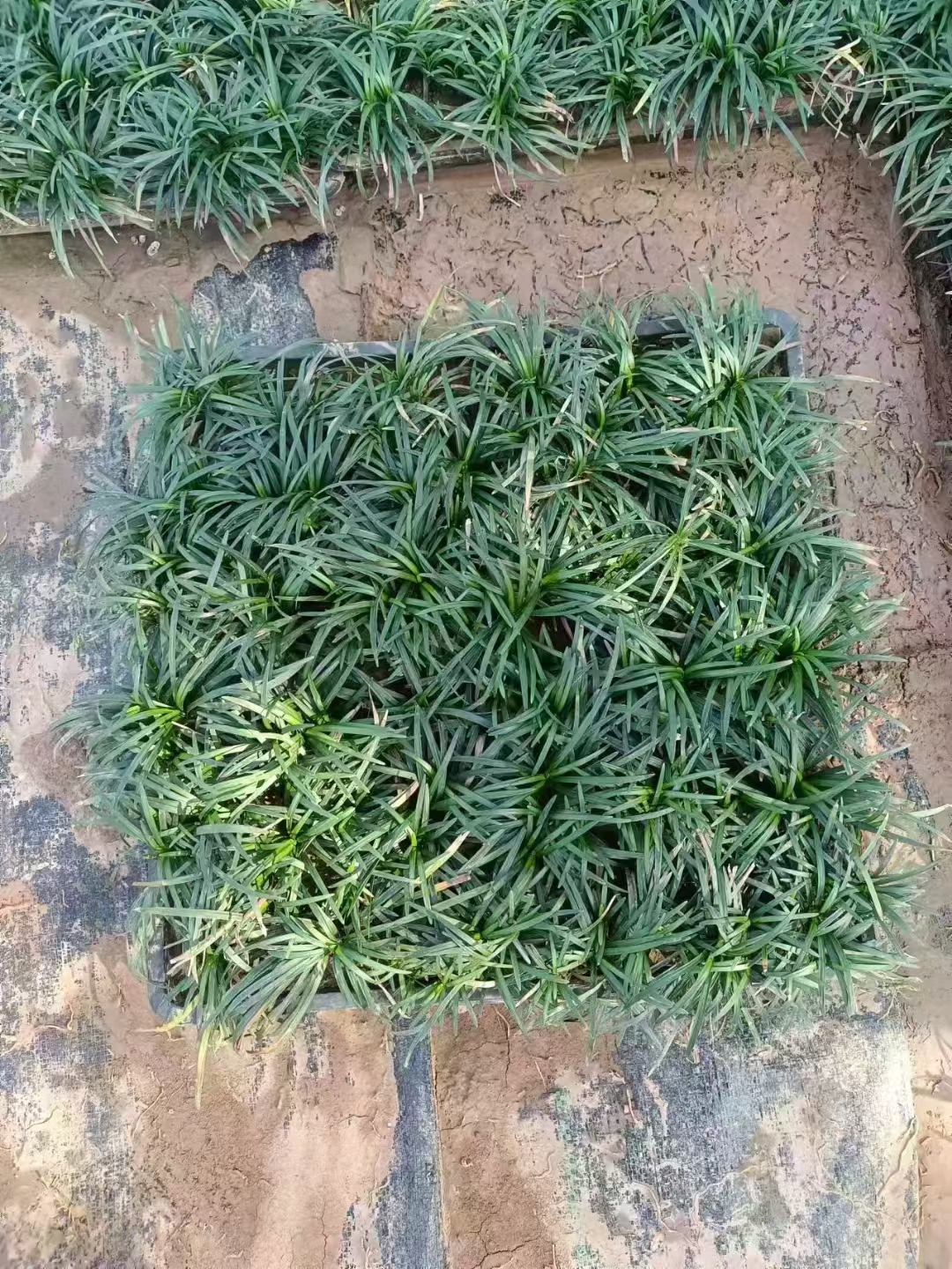 玉龙草在托盘内生长,可以保持根系的完整性和生长环境的稳定性