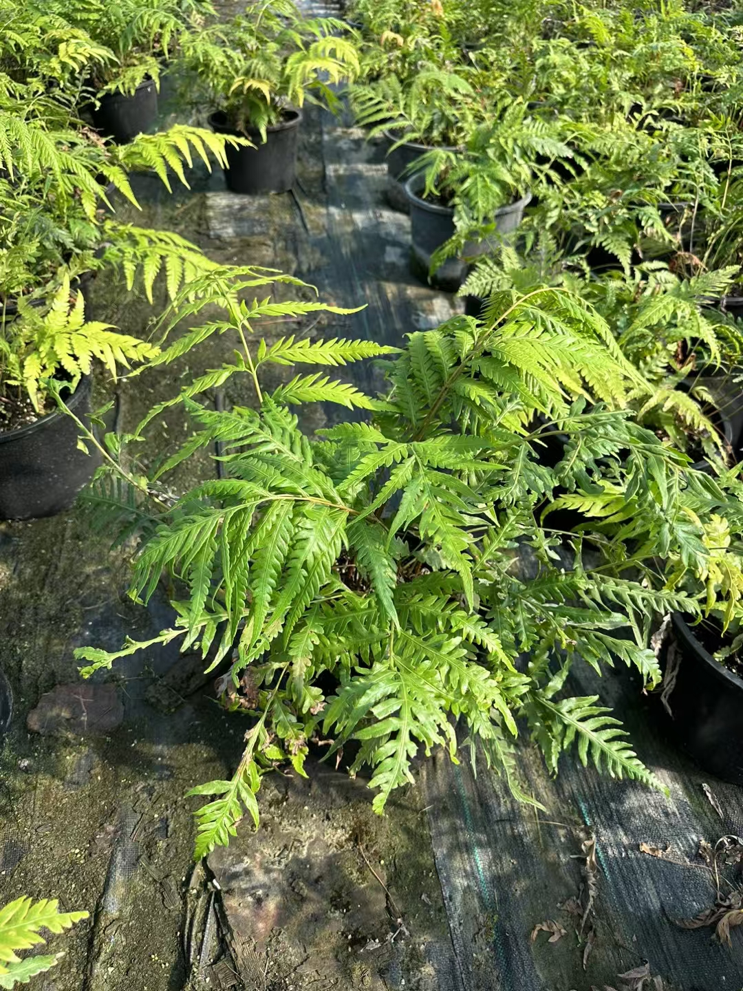 胎生狗脊蕨姿态优美常有小株生于叶片上排列有序趣味性强