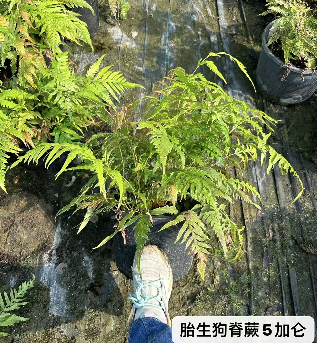 胎生狗脊蕨姿态优美,常有小株生于叶片上,排列有序,趣味性强,是一种