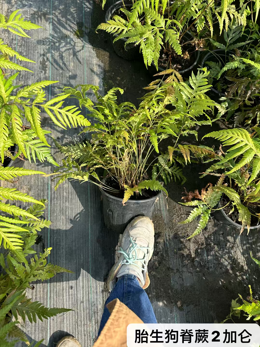 胎生狗脊蕨姿态优美常有小株生于叶片上排列有序趣味性强