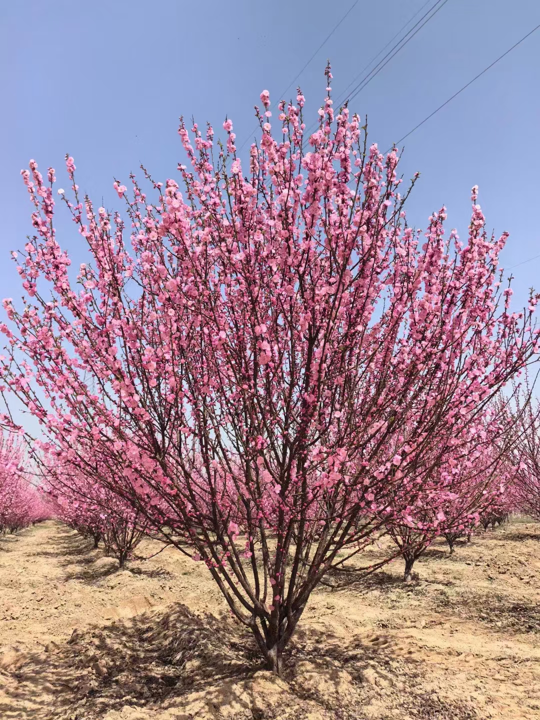 丛生榆叶梅的树冠饱满,花色艳丽且花量繁茂,观赏期较长,适合大面积